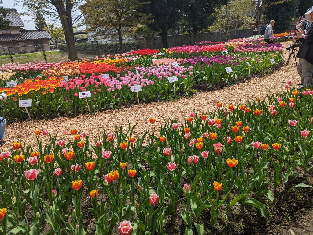 砺波チューリップ公園